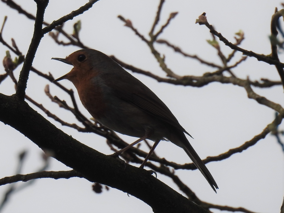 Zingend roodborstje - Vogels - Roodborstje