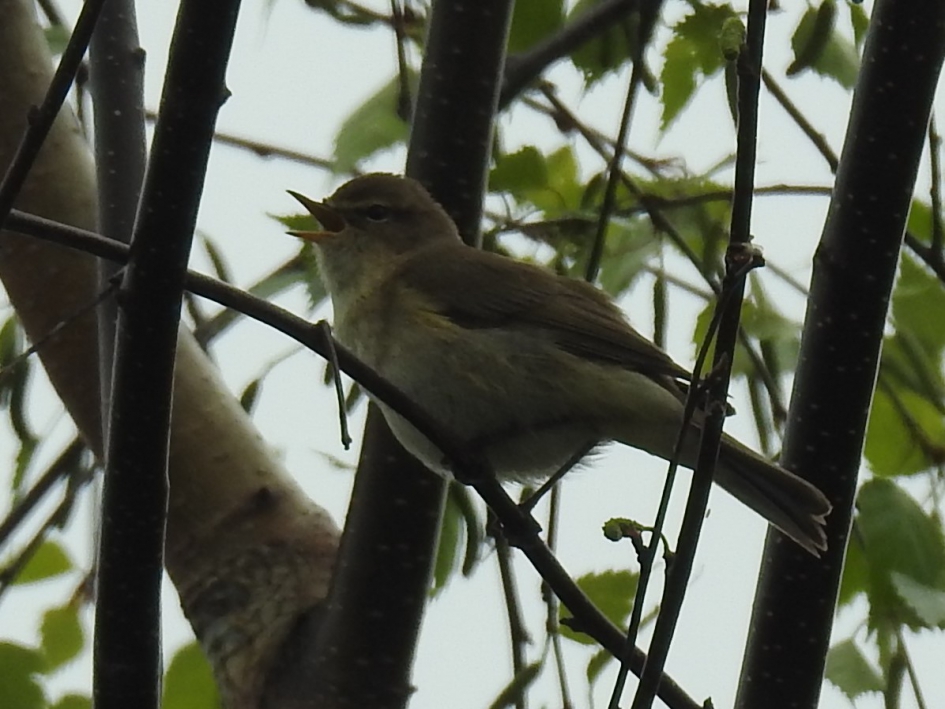 Zingende tjiftjaf - Vogels - Tjiftjaf