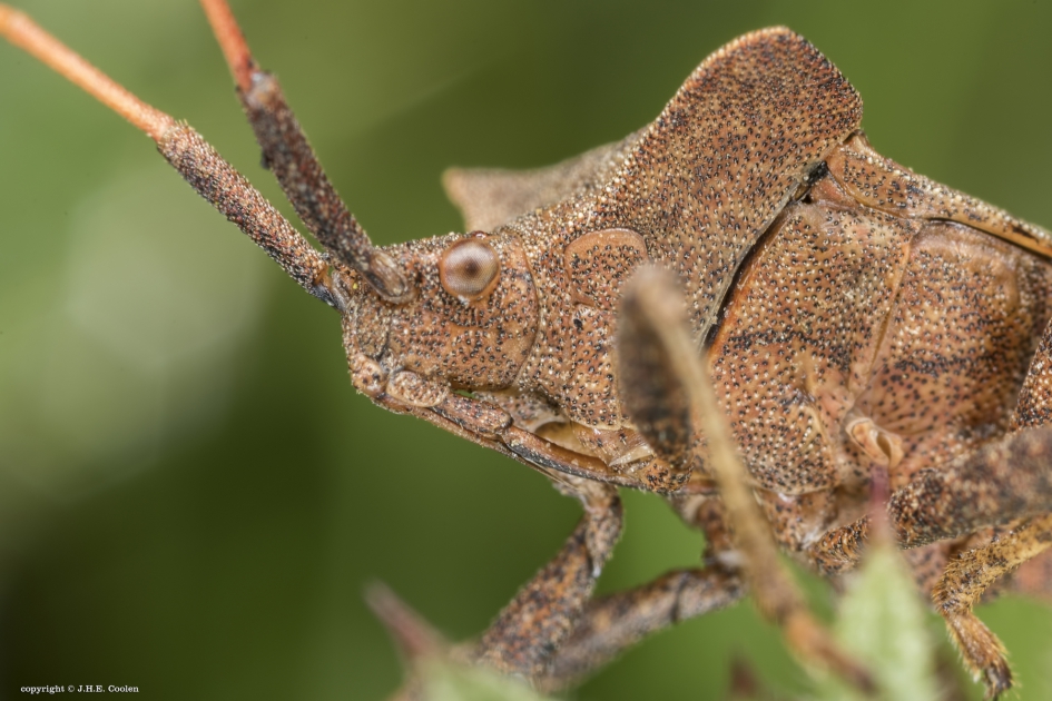 Zuringwants - Geleedpotigen - Zuringwants