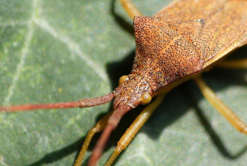 Zuringwants - Geleedpotigen - 