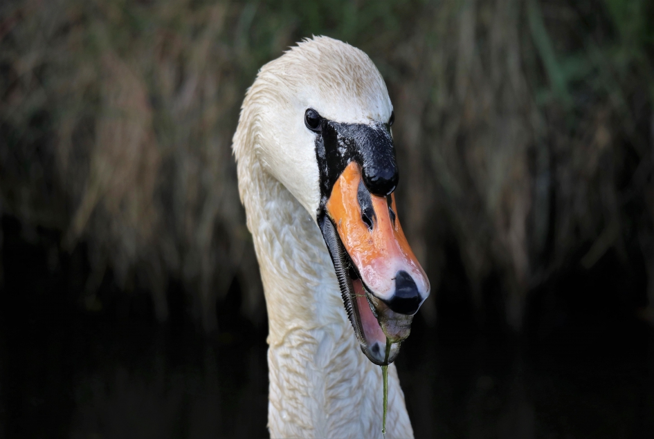 zwaan - Vogels - 