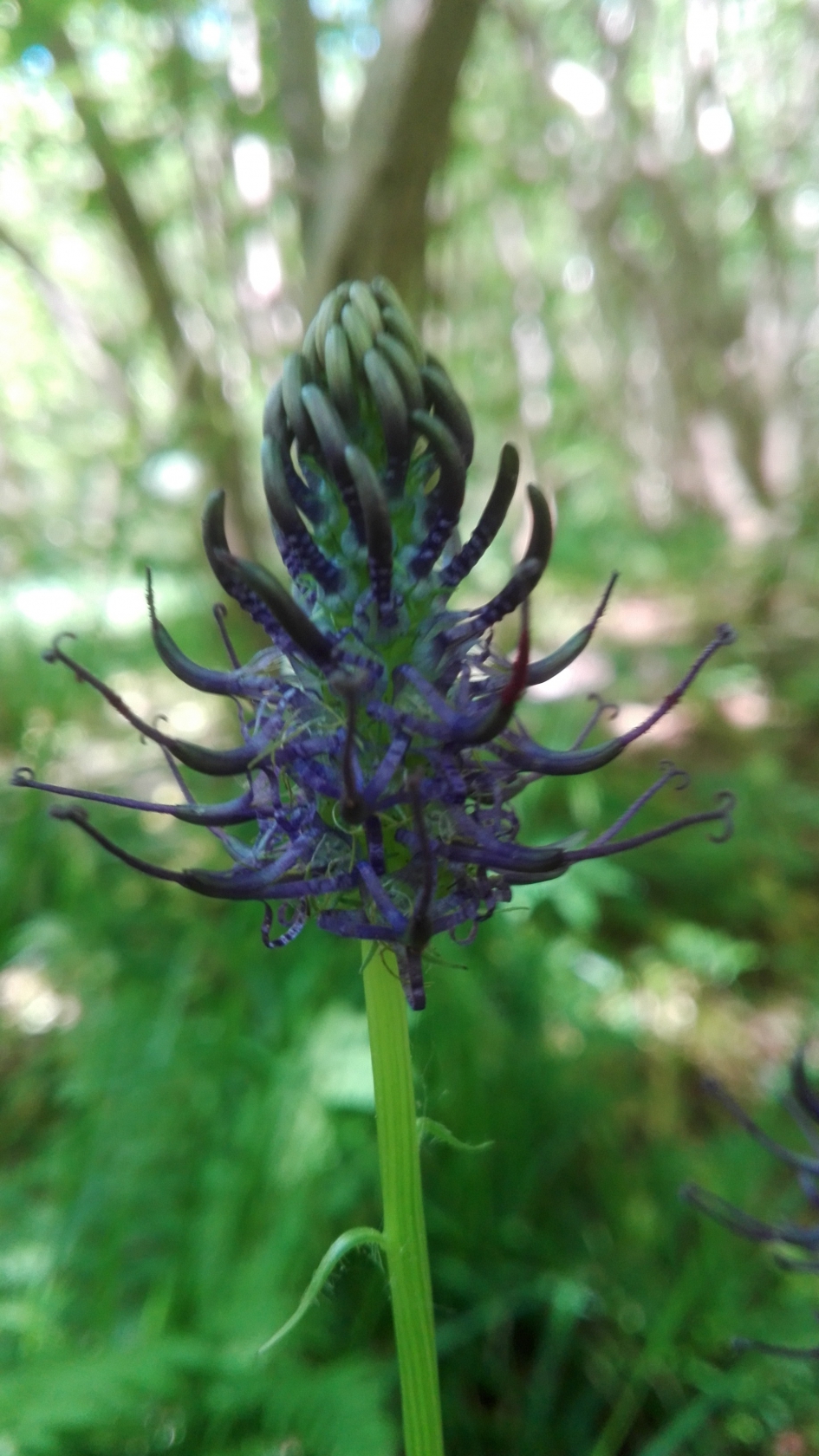 Zwartblauwe Rapunzel - Planten - 