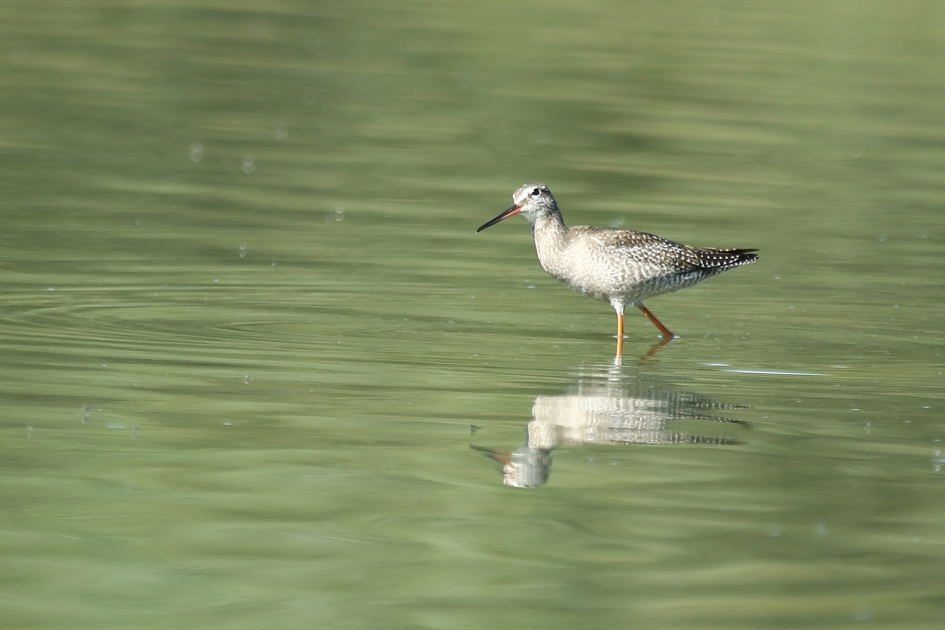 zwarte ruiter - Vogels - 