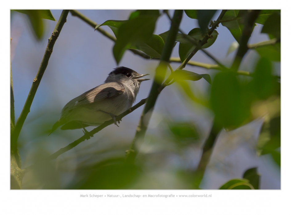 Zwartkop - Vogels - zwartkop
