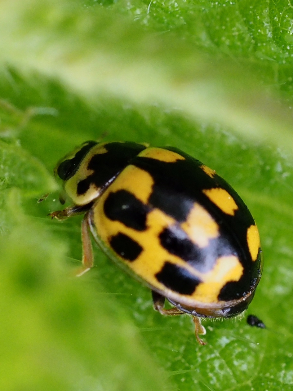 14 stippelig - Geleedpotigen - Veertienstippelig lieveheersbeestje