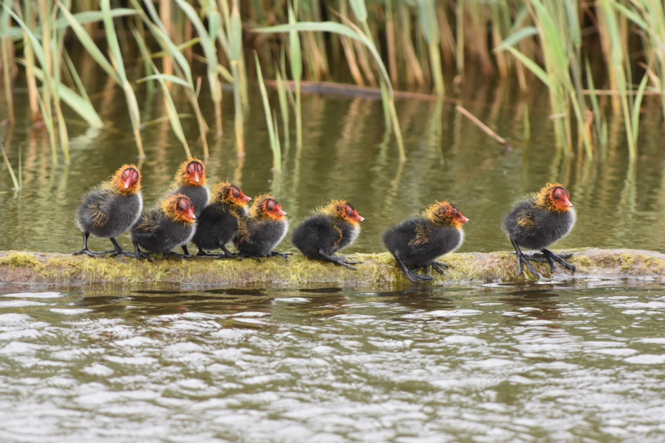 8 Acht Punkertjes op stap - Vogels - Meerkoet