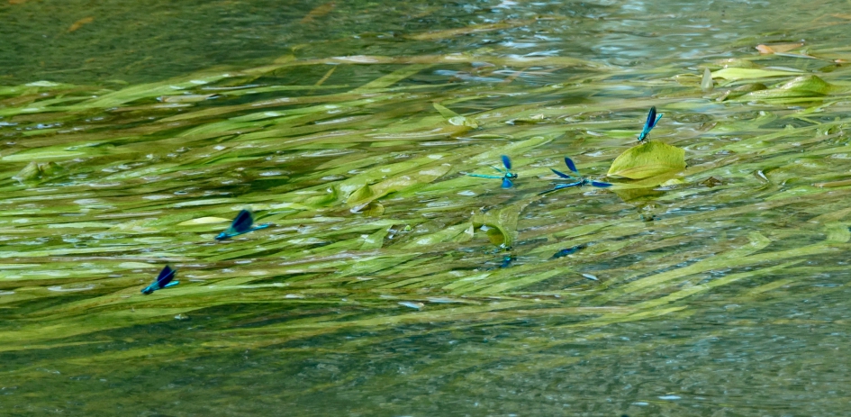 A la Monet - Geleedpotigen - Weidebeekjuffer