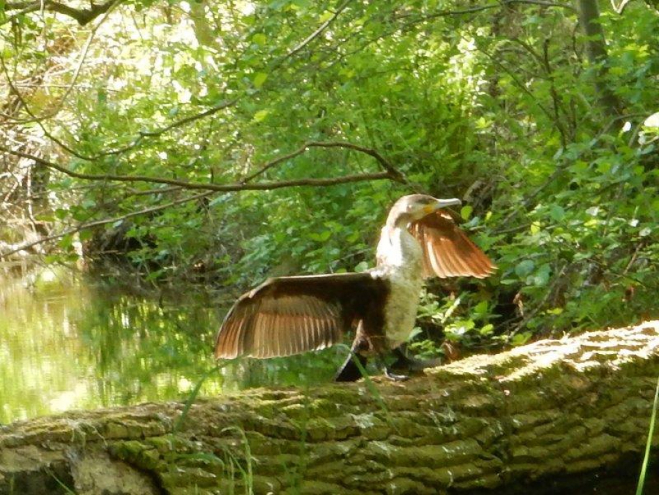 Aalscholver - Vogels - Aalscholver