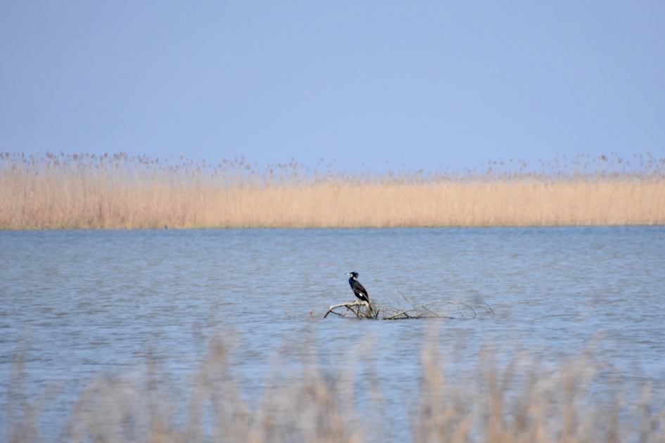 Aalscholver - Vogels - 