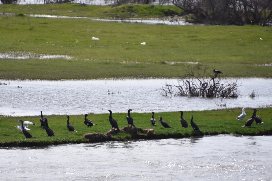 Aalscholvers - Vogels - 