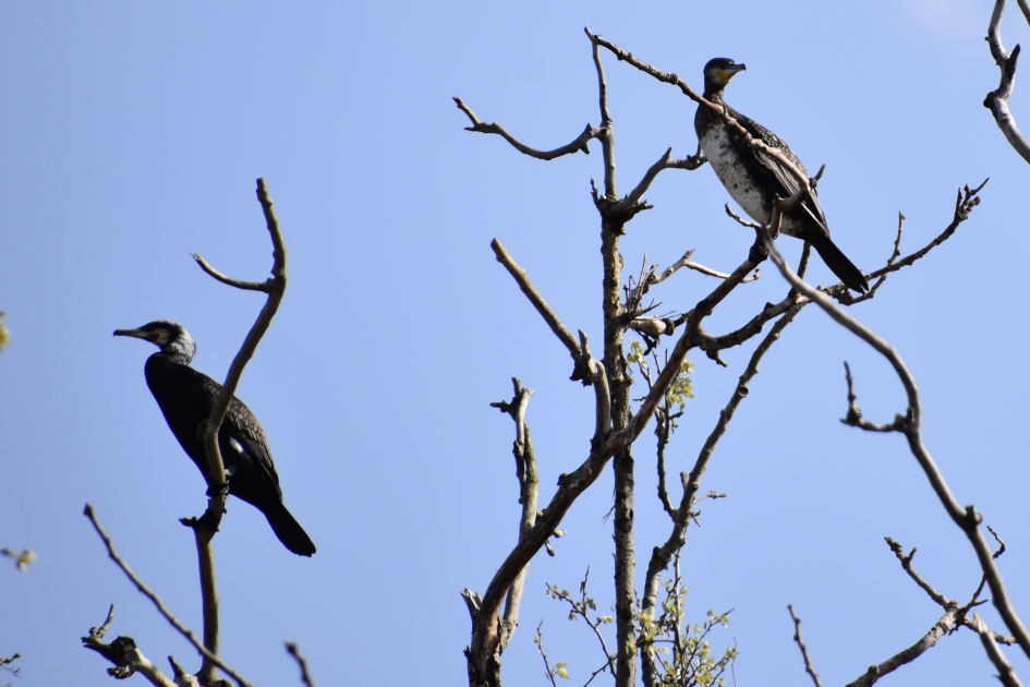 Aalscholvers - Vogels - 