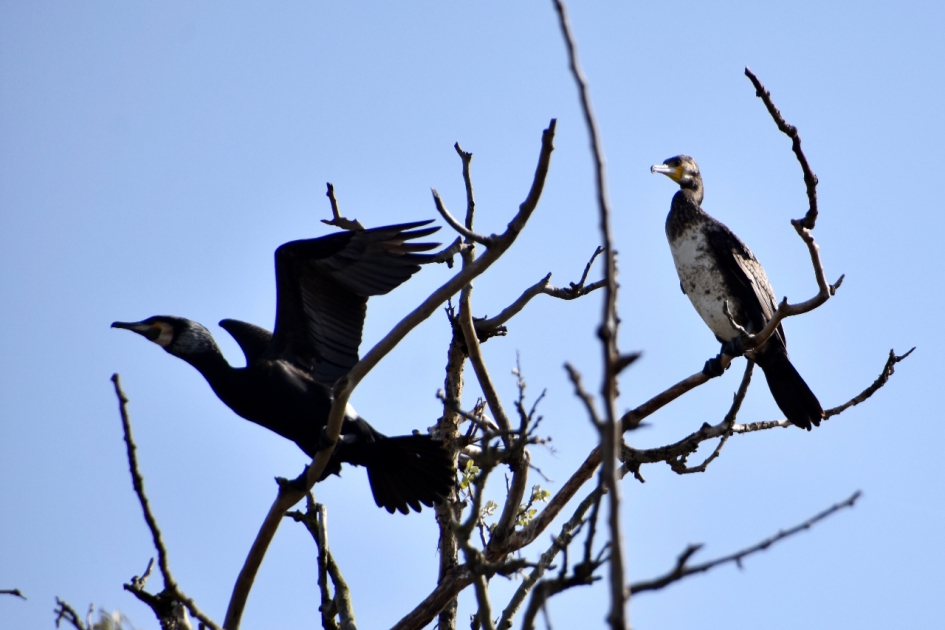 Aalscholvers - Vogels - 