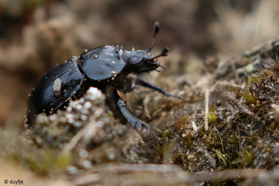 aan de sjouw - Geleedpotigen - Mestkever