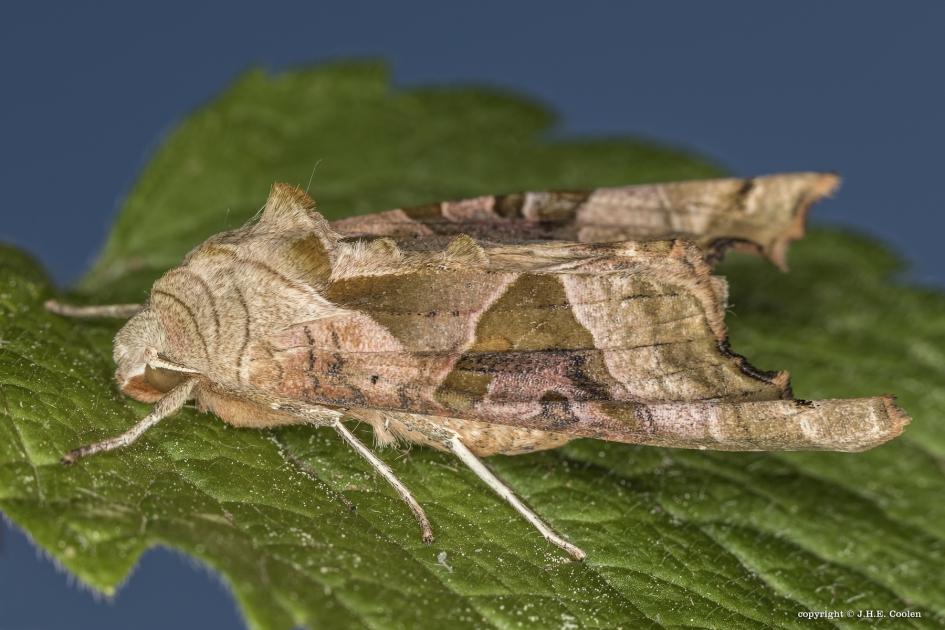 Agaatvlinder  (Phlogophora meticulosa) - Geleedpotigen - Agaatvlinder