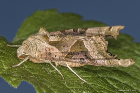 Agaatvlinder  (Phlogophora meticulosa)