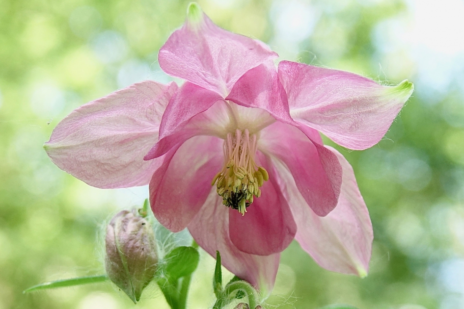 Akelei - Planten - Akelei