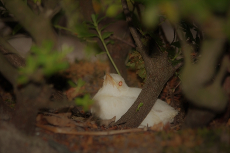 albino merel