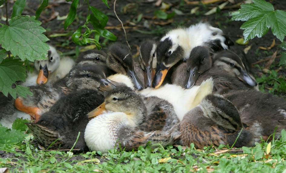 Allemaal in de kring. - Vogels - Wilde eend