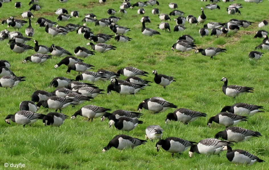 Allemaal zoeken! - Vogels - Brandganzen