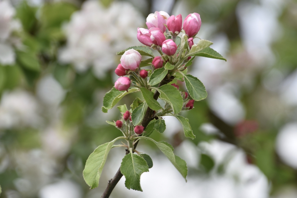 Appelbloesem - Planten - 