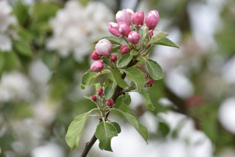 Appelbloesem