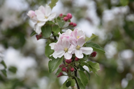Appelbloesem