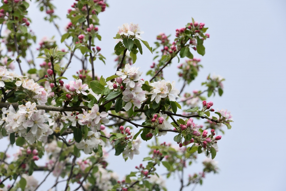 Appelbloesem - Planten - 