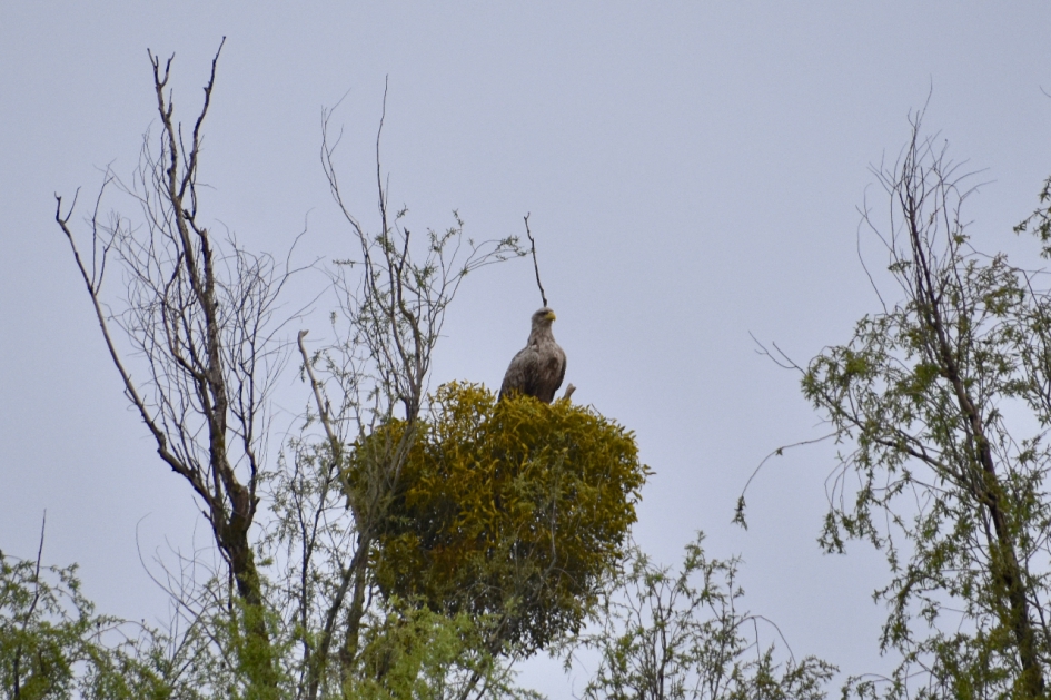 Arend ( visarend?) - Vogels - 