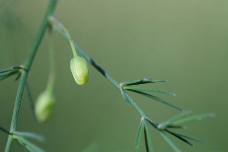 asperge-plant