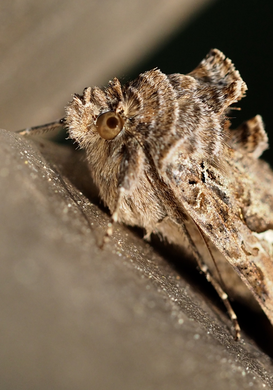 Autographa gamma - Geleedpotigen - Gamma uil