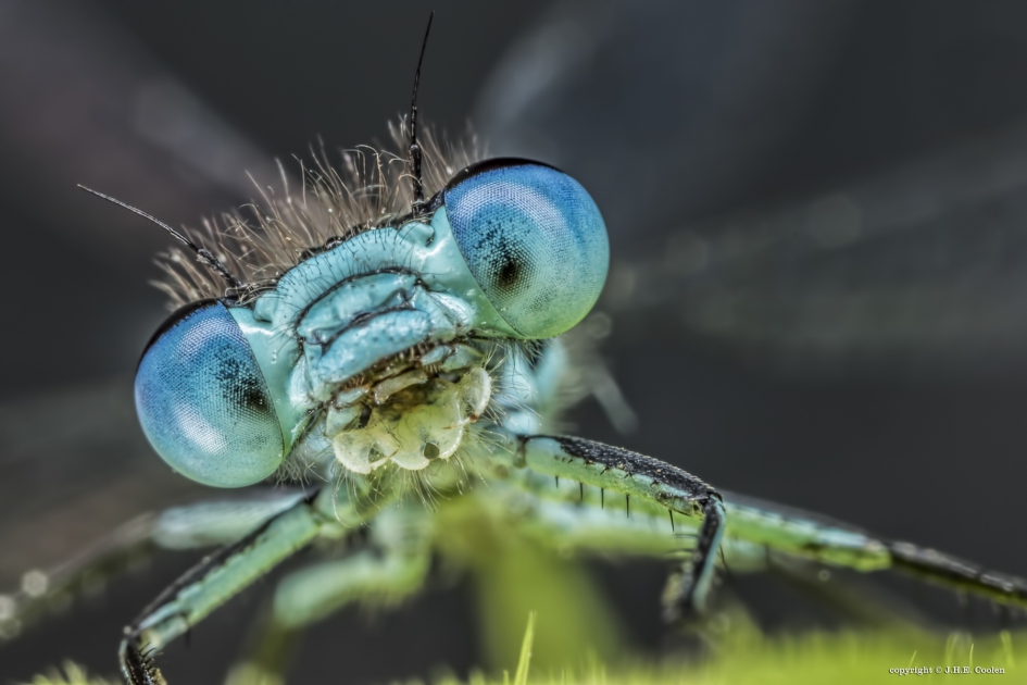 Azuurwaterjuffer (Coenagrion puella) - Geleedpotigen - Azuurwaterjuffer