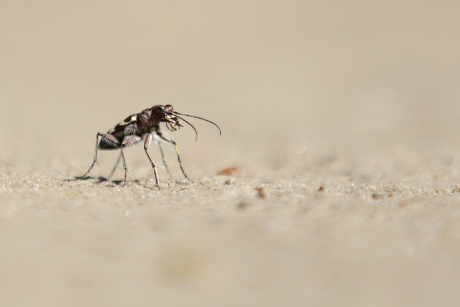 bastaardzandloopkever