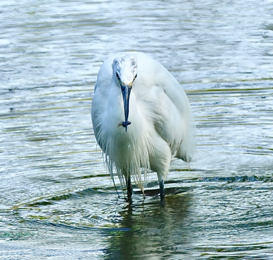 Beet - Vogels - Kleine Zilverreiger