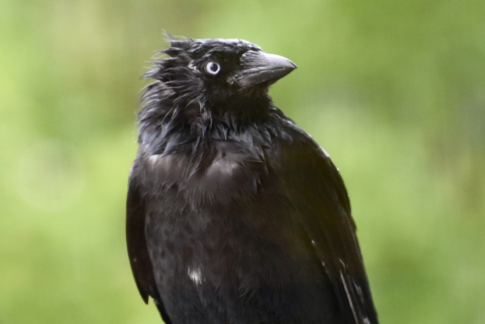 Beetje nat.. - Vogels - 