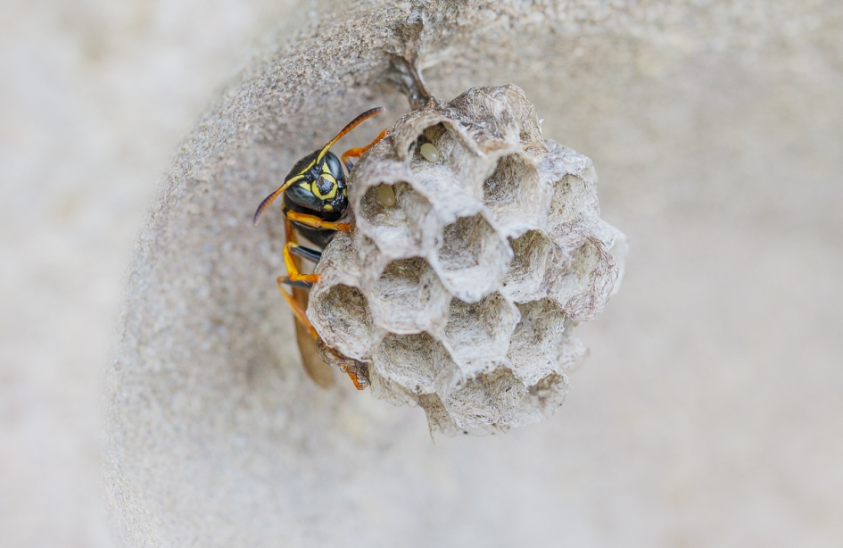 Bergveldwesp - Polistes biglumis - Geleedpotigen - Bergveldwesp