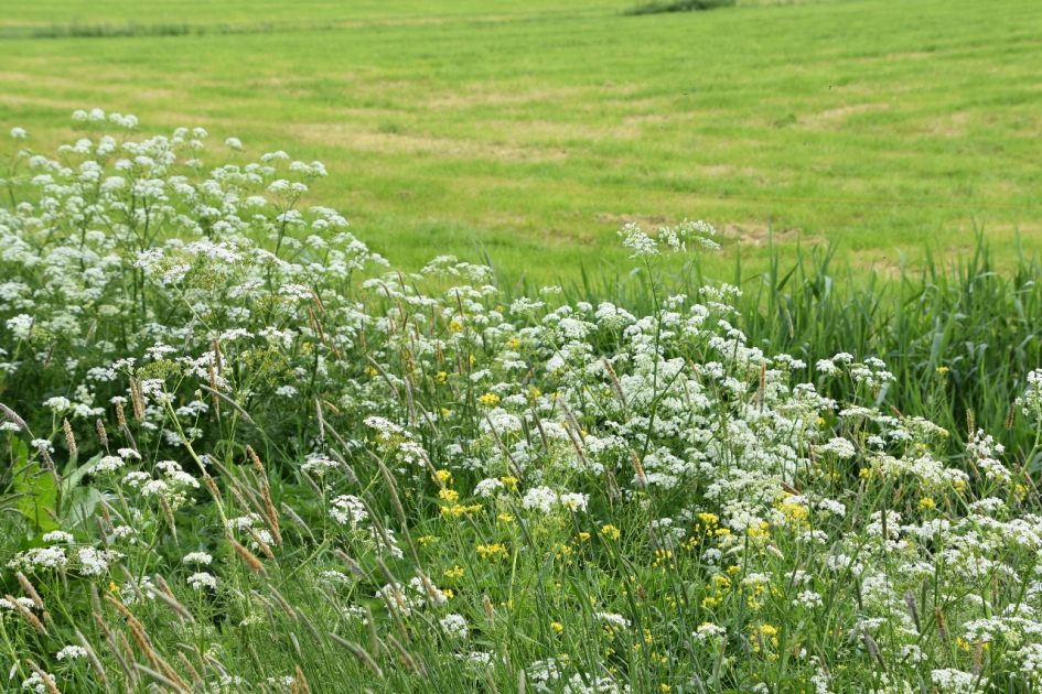 Bermbloeme - Planten - 