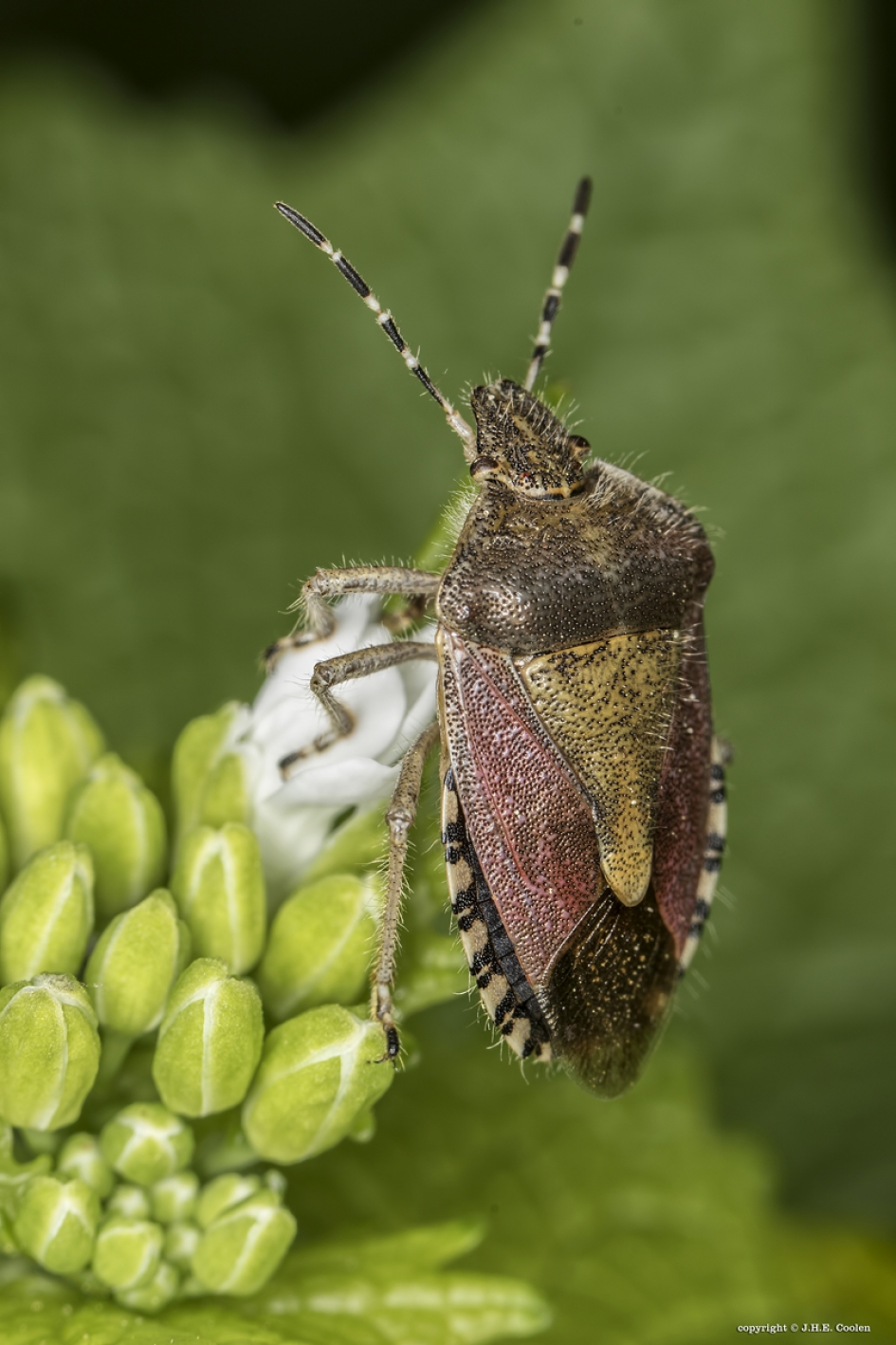 Bessenwants - Geleedpotigen - Bessenwants