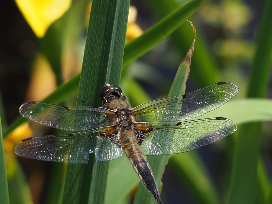 Bij de vijver - Geleedpotigen - Viervleklibel wrsch. vrouwtje