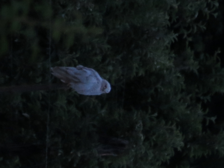 Bij ons naast in het weiland een witte havik - Vogels - 