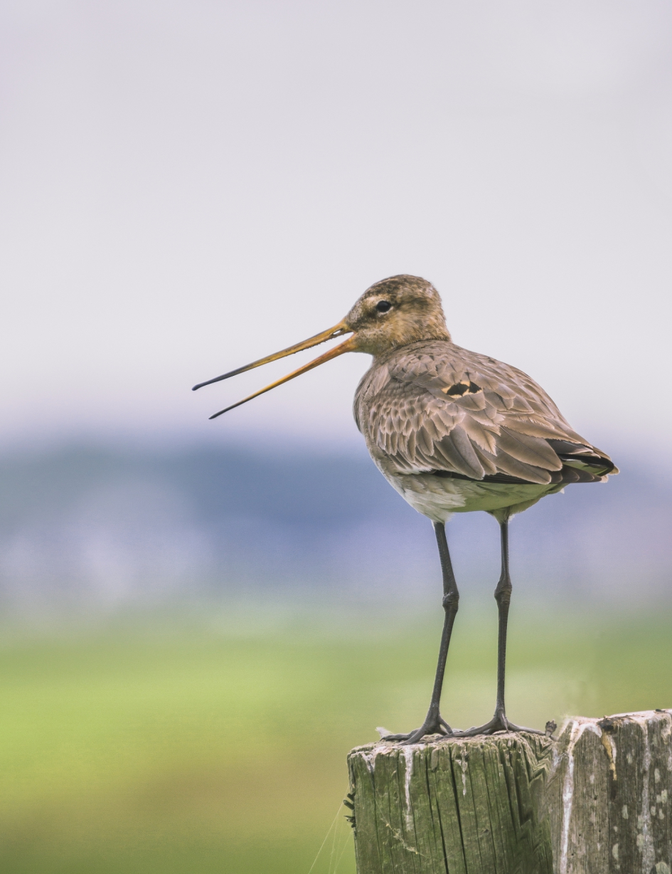 Bijzonder verendek - Vogels - grutto