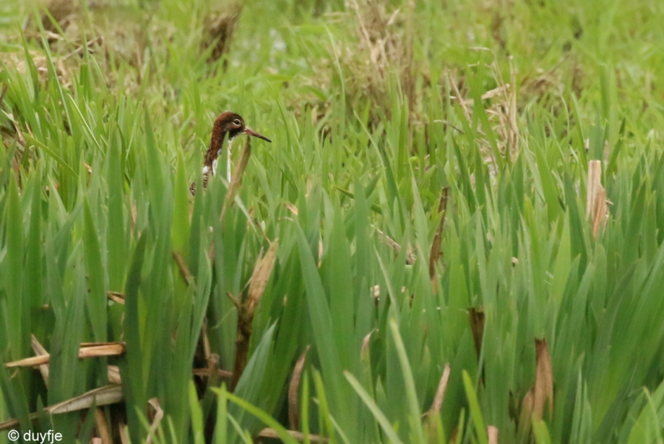 Bijzondere lisdodde - Vogels - Kemphaan