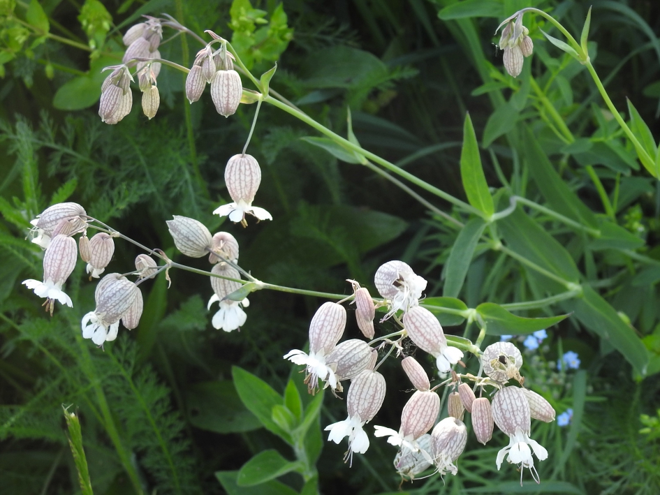 Blaassilene - Planten - Blaassilene