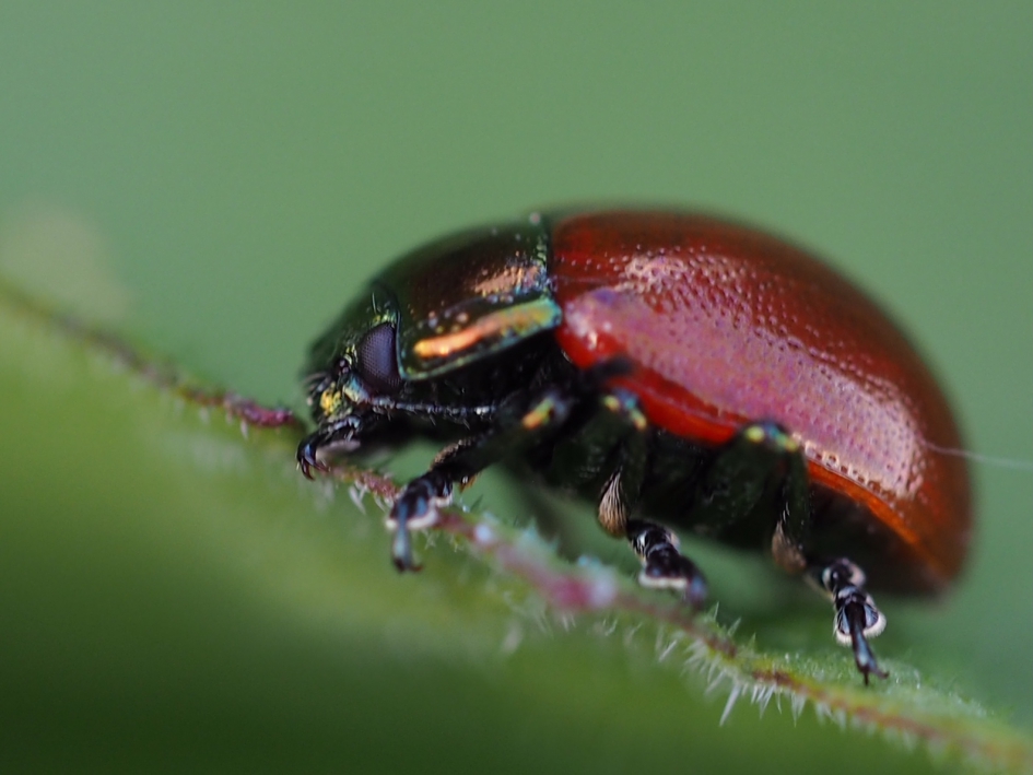 Bladhaantje in de buurt van populieren - Geleedpotigen - Grote populierenhaan