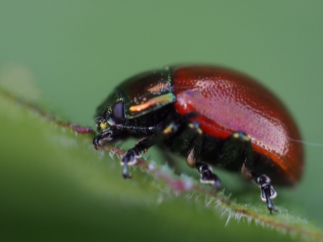 Bladhaantje in de buurt van populieren