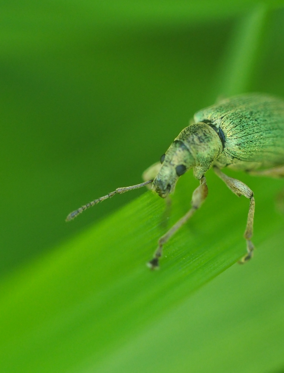 Bladsnuitkever in actie - Geleedpotigen - Groene bladsnuitkever