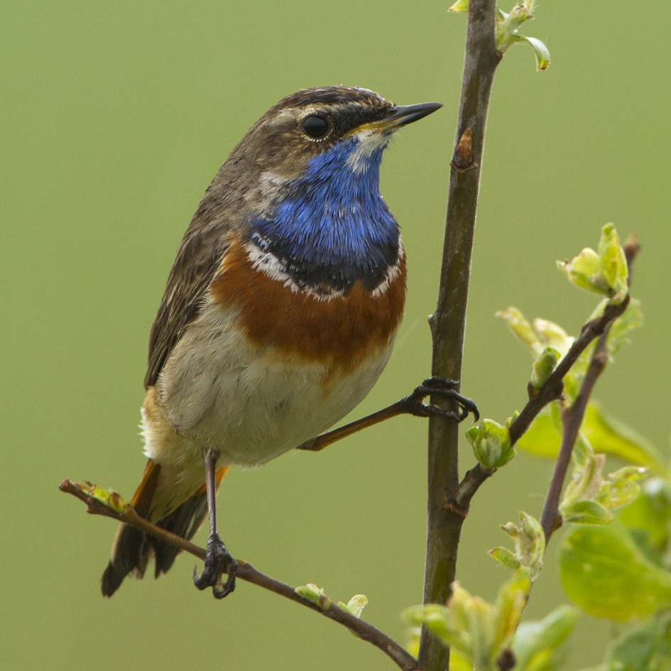 Blauwborst - Vogels - Blauwborst