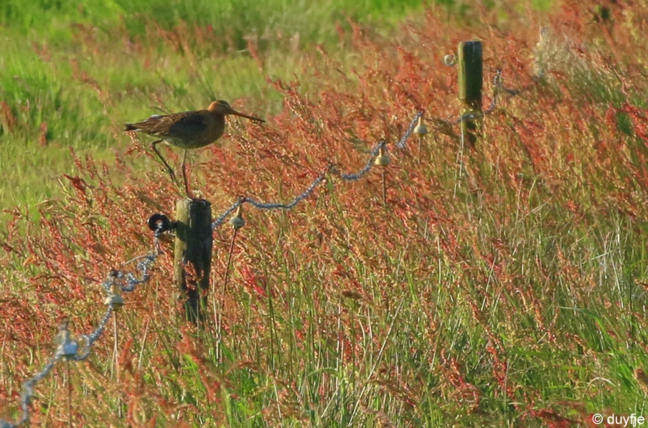 B(l)oeiend - Vogels - Grutto in Zuringveld