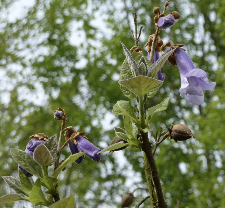 Bloem van de Anna Paulownaboom - Planten - 