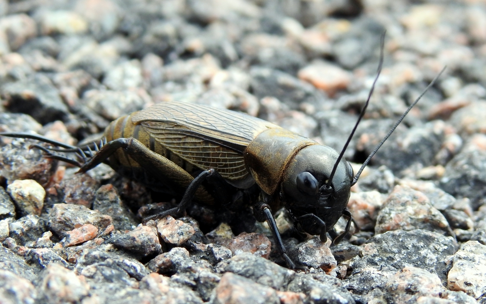 Bodembewoner - Geleedpotigen - Veldkrekel