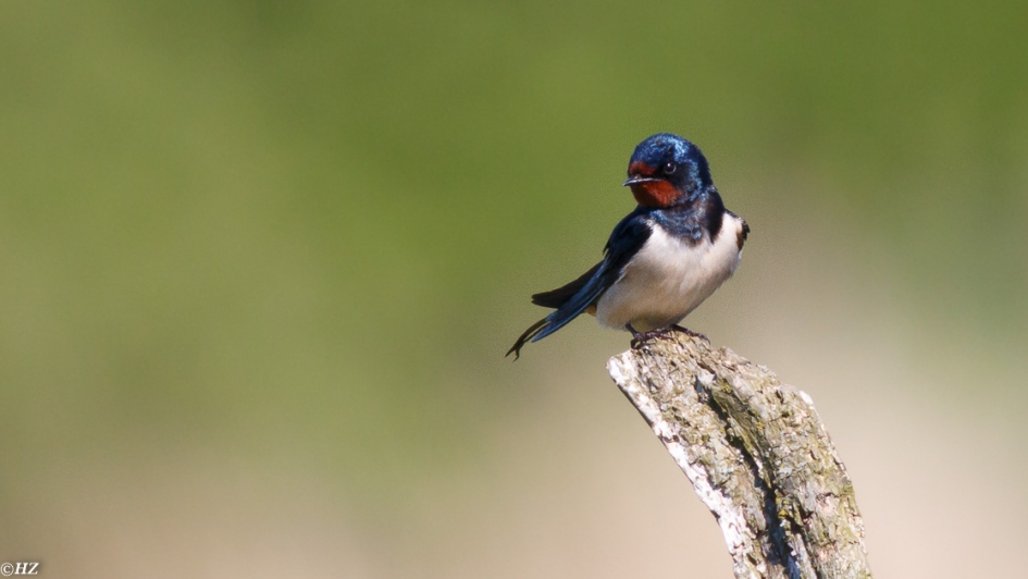 Boerenzwaluw - Vogels - boerenzwaluw
